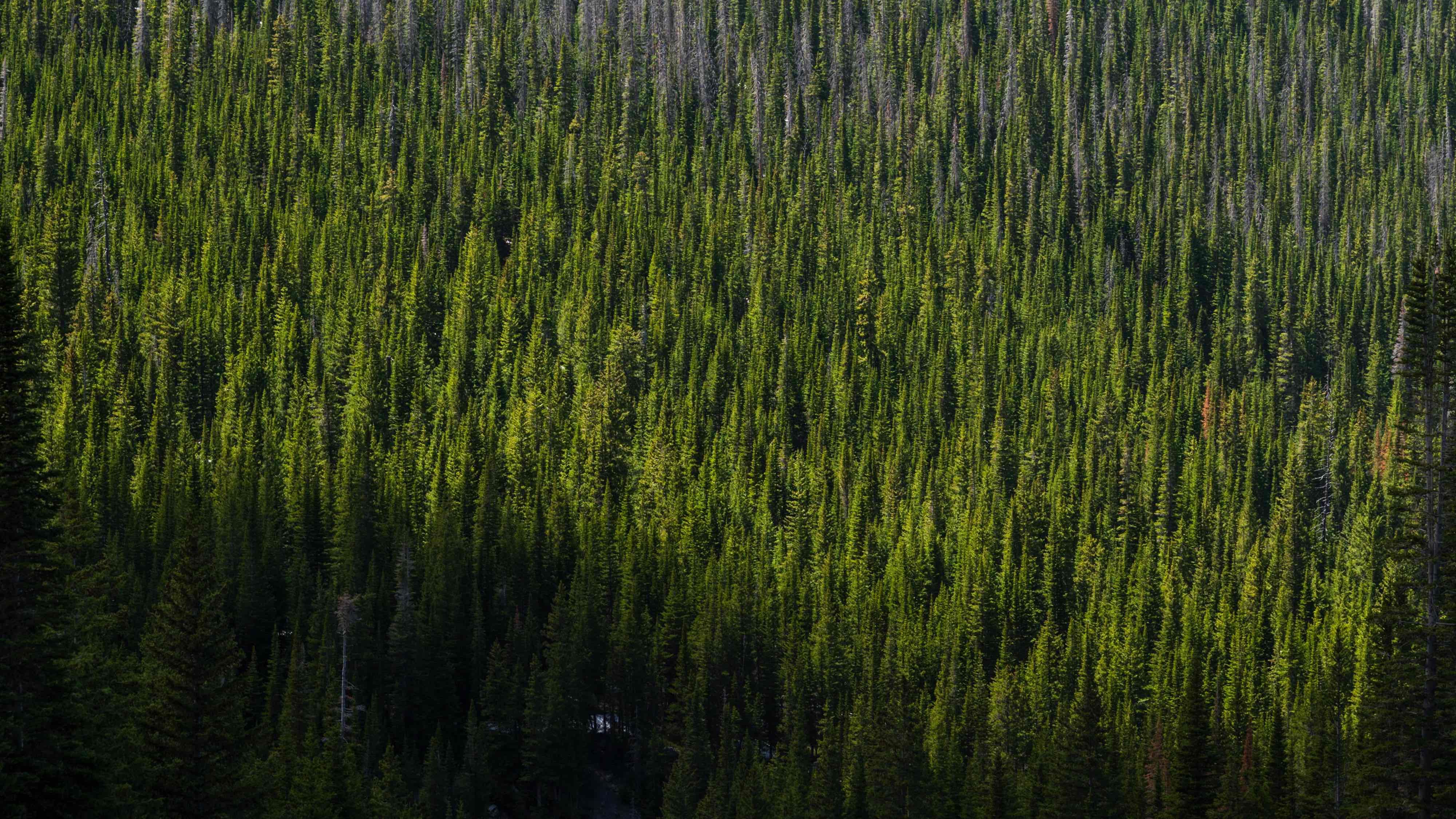 State Forest State Park, Colorado State Forest Service